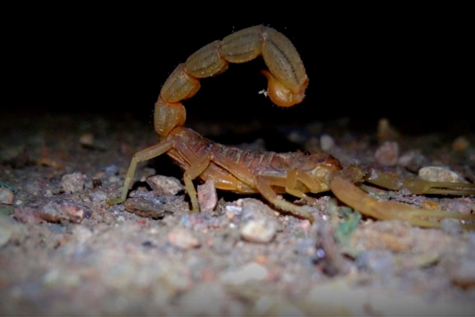 Como Evitar Escorpioes no Quintal de Casa 1